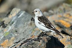 Snow Bunting